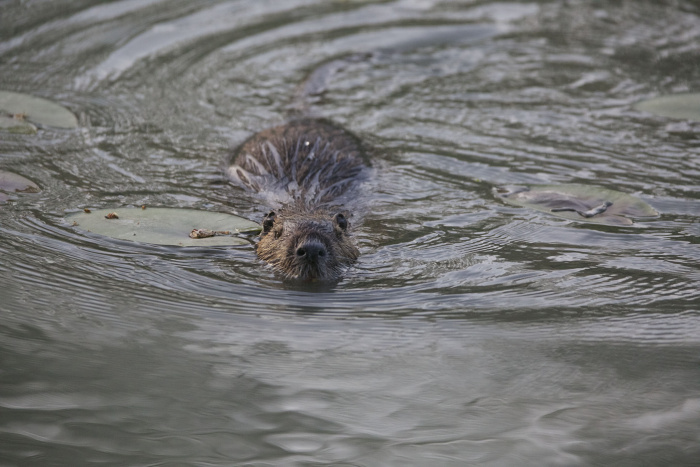 nutria foto dusan knap 1