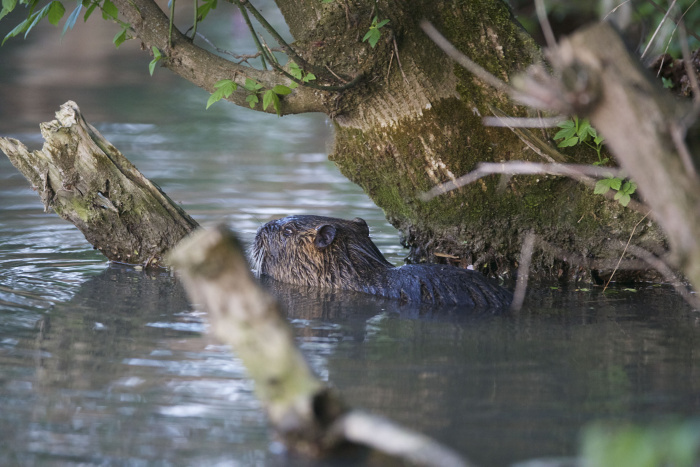 nutria foto dusan knap 2