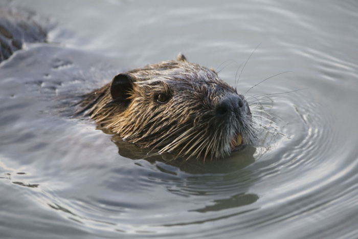 nutria foto dusan knap 3