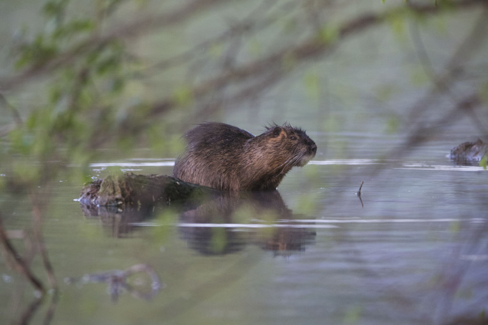 nutria foto dusan knap 4