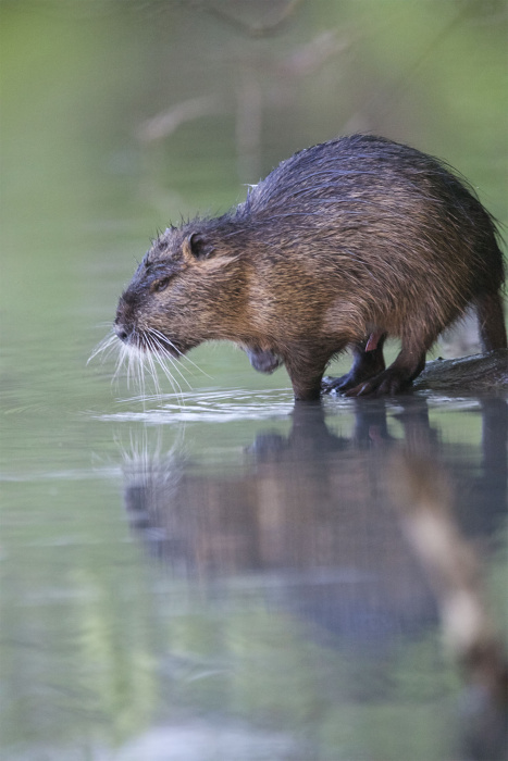 nutria foto dusan knap 7