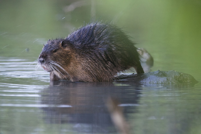 nutria foto dusan knap 8