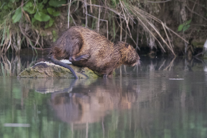 nutria foto dusan knap 9