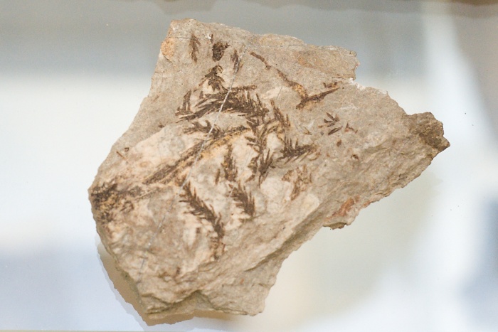 paleobotanika 2